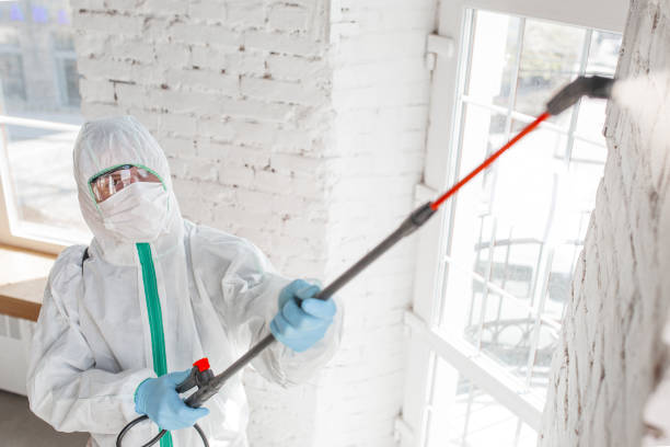 Best Black Mold Removal  in De Witt, NY